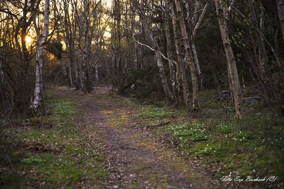 Foto av Eva Bucksch